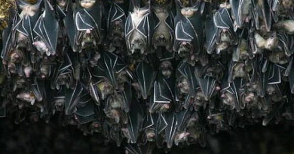 Cảnh báo: Tìm thấy loài dơi mang virus Nipah nhiều nhất ở nơi này - Có người chủ quan thường tới, ngủ lại