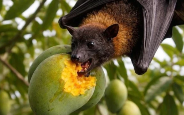 Món nước dễ chứa nguồn lây virus Nipah: Rất phổ biến trong các đám cưới