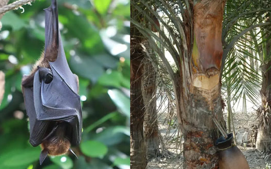 Món nước dễ chứa nguồn lây virus Nipah: Chuyên gia cảnh báo ngon, thèm mấy cũng phải tránh