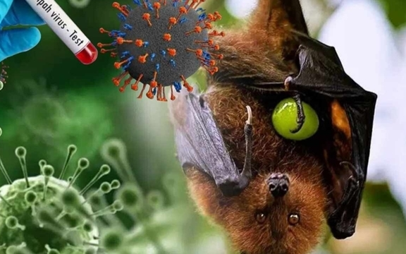 Vì sao nhiều virus nguy hiểm đều xuất phát từ dơi?