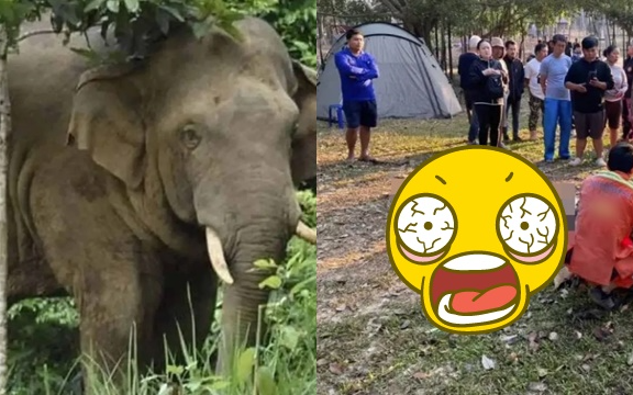 Voi tấn công du khách tử vong tại điểm du lịch nổi tiếng của Thái Lan