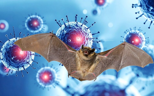 Phát hiện thêm 1 virus mới lây từ dơi sang người có triệu chứng giống Nipah, đã có trường hợp tuvong