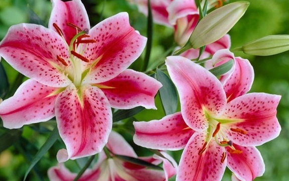 Các loại hoa nên kiêng kỵ, tuyệt đối không đặt lên ban thờ vào Tết Nguyên đán