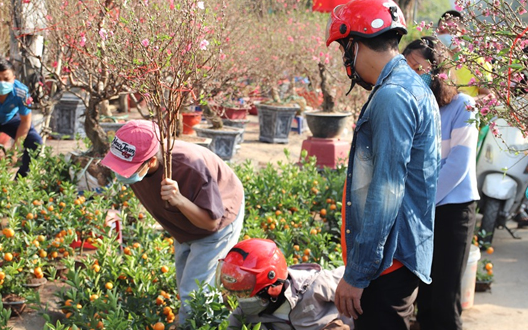 Nóng: Cục Cảnh sát Giao thông lên tiếng việc mua cây cảnh trưng Tết cũng kiểm tra giấy tờ nguồn gốc