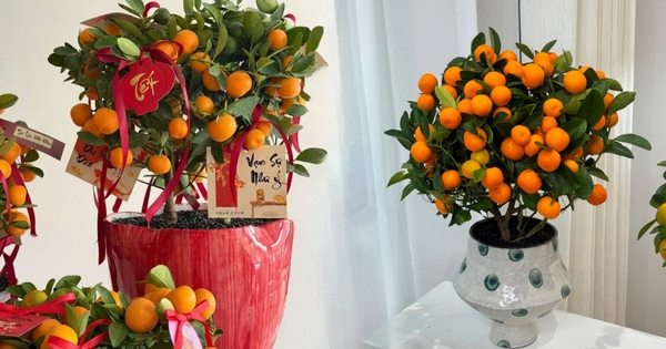 Vị trí "đại kỵ" khi đặt cây quất, cành đào ngày Tết khiến tài lộc đội nón ra đi, gia chủ nghèo đi trông thấy mà không hiểu lý do