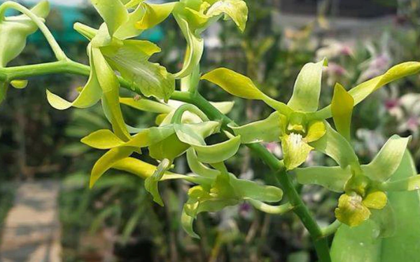 Các loại hoa nên kiêng kỵ, tuyệt đối không đặt lên ban thờ vào Tết Nguyên đán