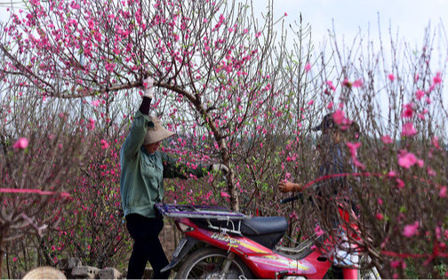 Dự báo thời tiết cả nước trong đêm Giao thừa và ngày mùng 1 Tết Nguyên đán