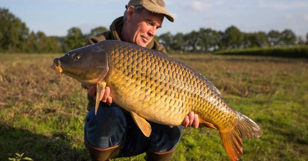 Vì sao người Mỹ không chuộng ăn cá chép?