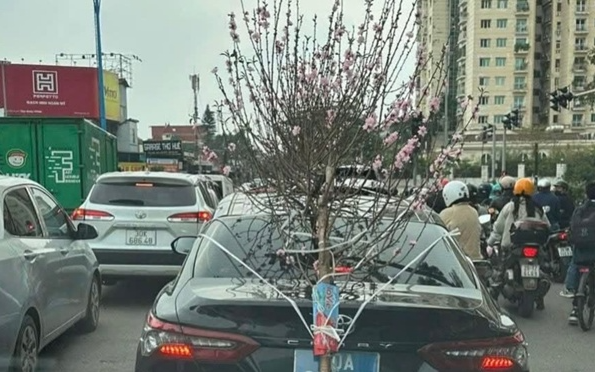 Xử phạt tài xế xe biển xanh chở cành đào che lấp biển số