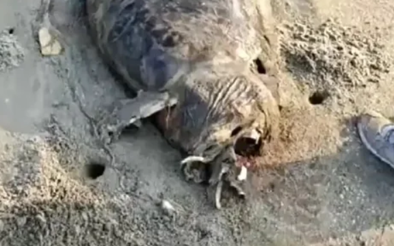 Phát hiện "nàng tiên cá" dạt vào bãi biển, chuyên gia xác nhận: Đây là loài từng bị tuyên bố tuyệt chủng