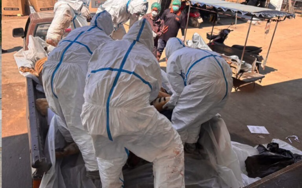 72 con hổ chết vì dịch bệnh tại Thái Lan, 108 người từng tiếp xúc đang được theo dõi sức khỏe