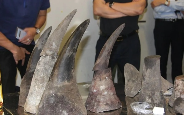 Nam Phi bắt ông Chu Đăng Khoa trong vụ án sừng tê giác