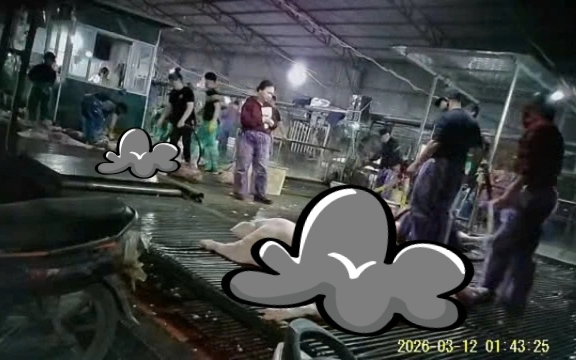 Vụ 300 tấn thịt lợn bệnh 