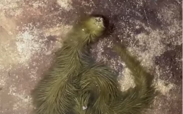 Lộ video sinh vật lạ phủ kín "lông" xanh rêu bơi mềm như dải lụa dưới nước, chuyên gia lập tức kiểm tra