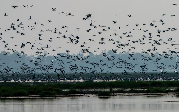 Hiện tượng lạ: Hàng ngàn chim hoang dã ùn ùn kéo về, che kín bầu trời Vườn Quốc gia sau 20 năm