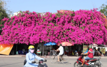 Lời khuyên đến những gia đình đang trồng hoa giấy