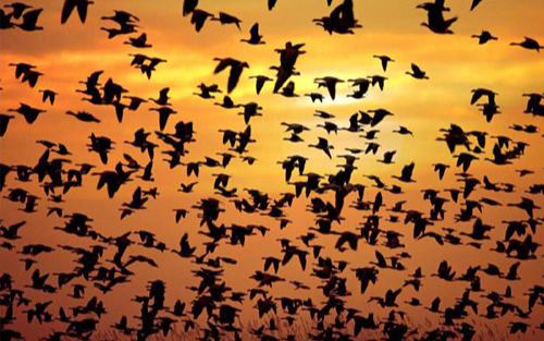 Hàng triệu con chim có hành vi lạ trên bầu trời, nhà khoa học kêu gọi người dân làm ngay hành động này