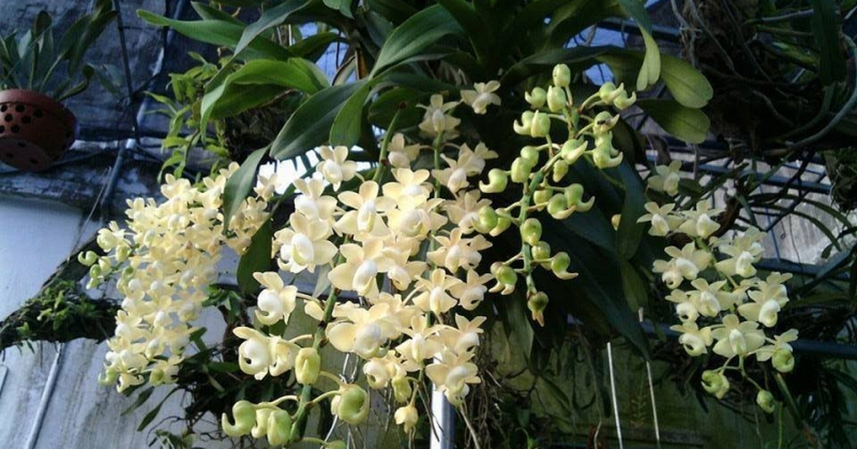 Cảnh báo đặc biệt tới những nhà đang trồng lan