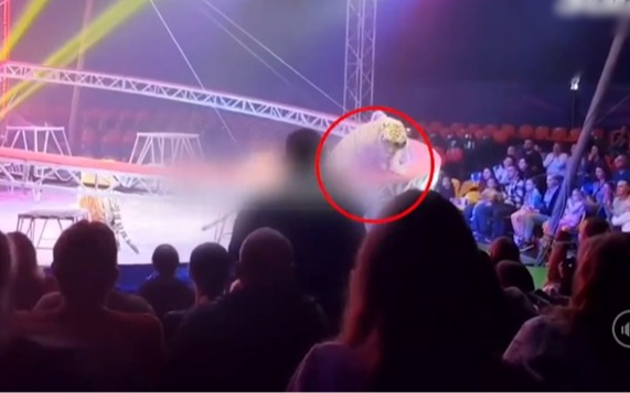 Hổ dữ xổng lưới lao thẳng lên khán đài rạp xiếc, trẻ em la hét thất thanh