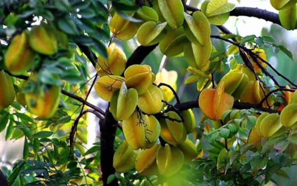 Lời khuyên đến những gia đình đang trồng cây khế