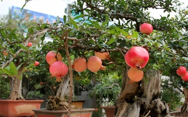 Tại sao người xưa tin rằng trồng cây lựu trước nhà sẽ sinh con đàn cháu đống, tiền tài viên mãn?