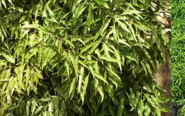 Lời khuyên đến những gia đình đang trồng cây đinh lăng