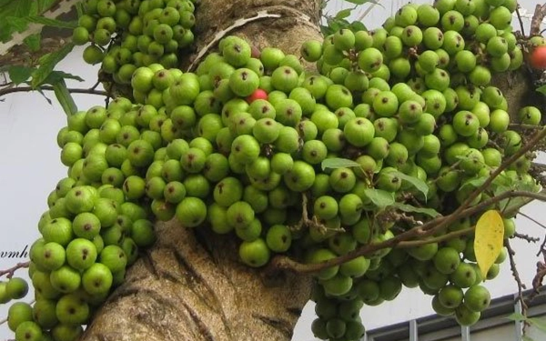 Lời khuyên đến những gia đình đang trồng cây sung