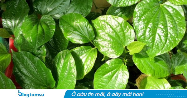 Lời khuyên đến những gia đình đang trồng cây lá lốt