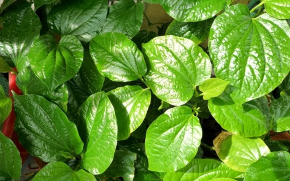 Lời khuyên đến những gia đình đang trồng cây lá lốt