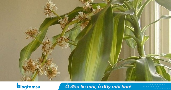4 lời khuyên dành cho những gia đình trồng cây thiết mộc lan