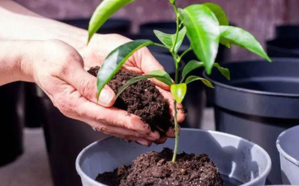 3 lý do nên có một cây chanh trong nhà
