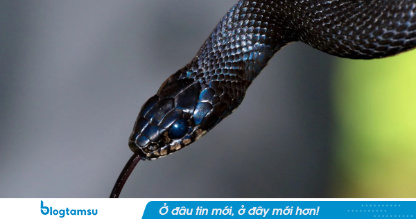 5 vị trí trong nhà dễ bị rắn “ghé thăm” nhất: Hãy kiểm tra ngay thời điểm nắng nóng này