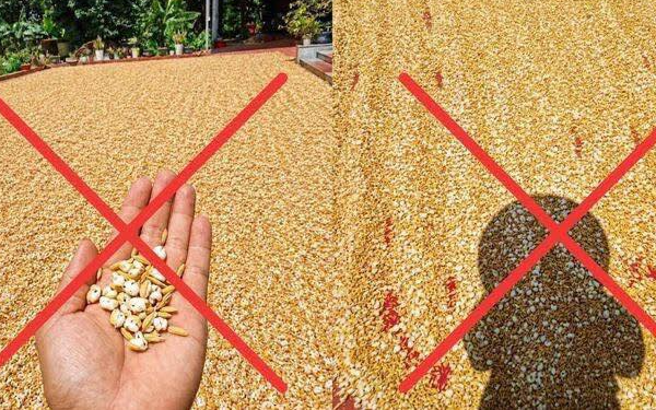 Cái kết đắng cho người đăng tin “nắng nóng khiến thóc nổ thành bỏng”
