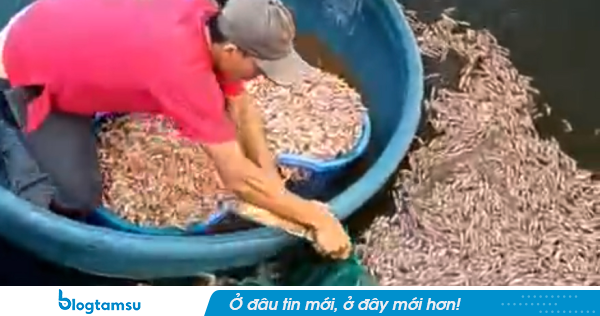 50.000 con tôm chết sạch sau một đêm, chủ hồ bàng hoàng phát hiện 8 túi đất đèn dưới đáy