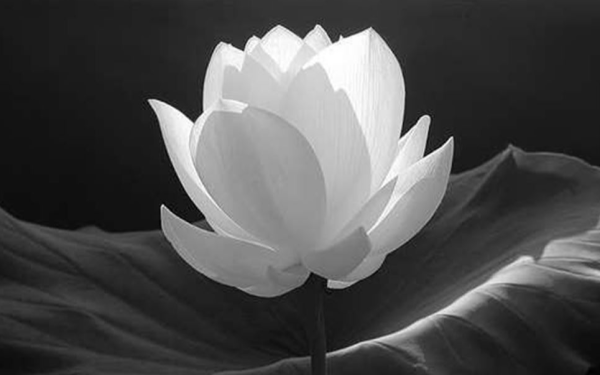 Nghệ sĩ Ngọc Lan qua đời
