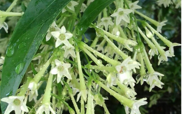 Nhà có 6 loại cây này rắn "mê như điếu đổ": Muốn bình an nên nhổ bỏ ngay