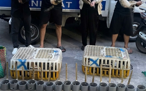 Triệt phá đường dây trộm và tiêu thụ mèo, giải cứu khoảng 400 con mèo còn sống
