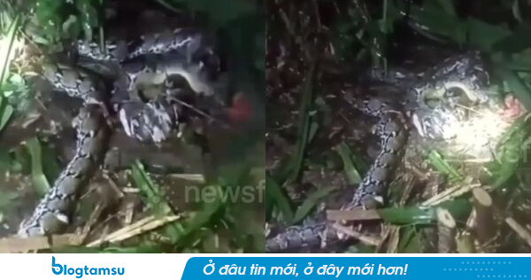 Chồng đi tìm vợ phát hiện cảnh tượng đau lòng, bên cạnh là con trăn dài 7,8m