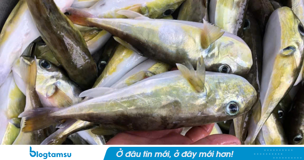 Loại cá chứa độc tố đáng sợ gấp 275 lần xyanua: Nhiều người Việt vẫn chủ quan bắt về ăn