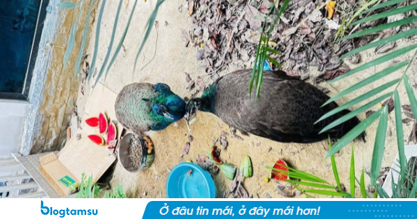 Nhặt được 2 con chim lạ bên đường, người phụ nữ ở Nghệ An thấp thỏm suốt 5 ngày và cái kết bất ngờ