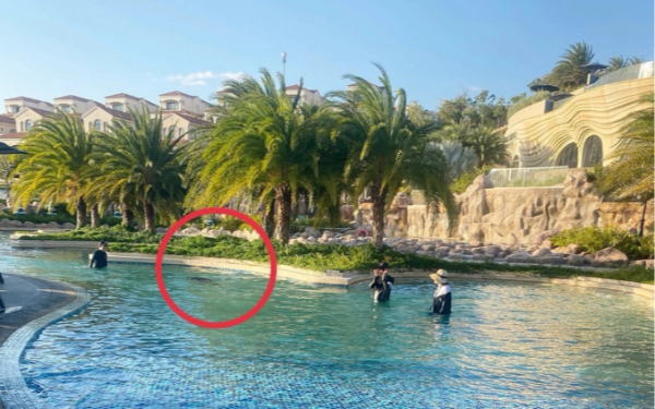 Phục hồi điều tra vụ bé trai người Nhật tử vong ở resort 5 sao