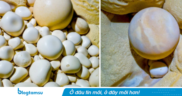 Phát hiện gây sốc tại hang động Việt Nam