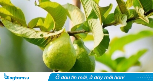 Uống nước lá ổi mỗi ngày để chữa tiểu đường, ba tháng sau người đàn ông ở Hà Nội nhận kết quả khám quá sốc
