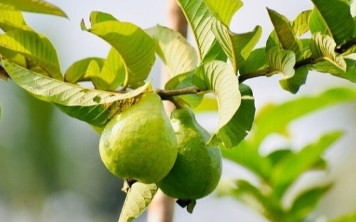 Uống nước lá ổi mỗi ngày để chữa tiểu đường, ba tháng sau người đàn ông ở Hà Nội nhận kết quả khám quá sốc