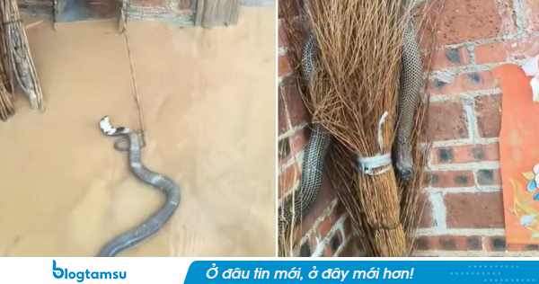 Vụ gần 900 con rắn thoát ra sau lũ ở Trung Quốc: Hình ảnh ám ảnh, đã có người tử vong