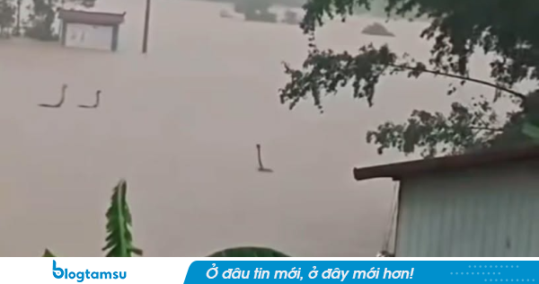 Vụ 900 'bé na' sổng chuồng trong lũ: Chủ trang trại lên tiếng về góc khuất ít người biết
