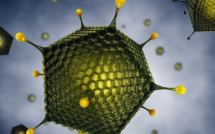 Virus Adeno gia tăng: Chuyên gia cảnh báo sai lầm khiến bệnh trở nặng