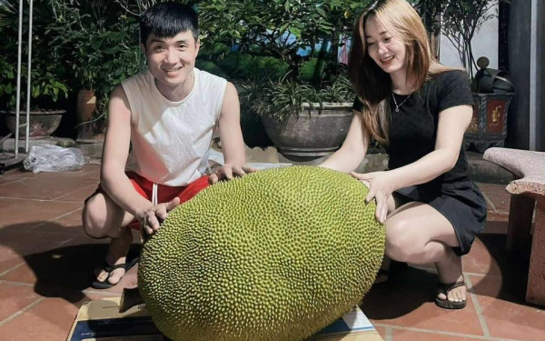 Xuất hiện quả mít 50kg ở Bắc Ninh, mỗi năm chỉ ra 1-2 quả, hương vị gây tò mò