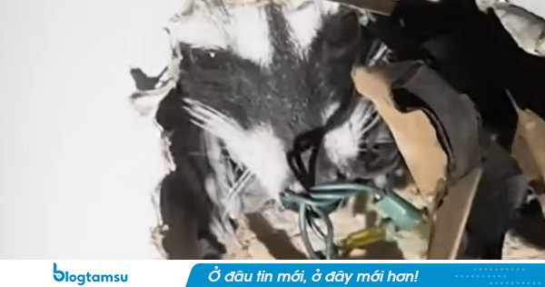 Mất ngủ suốt 2 tháng vì tiếng cào sau vách, người đàn ông hốt hoảng khi thứ bên trong tự chui ra