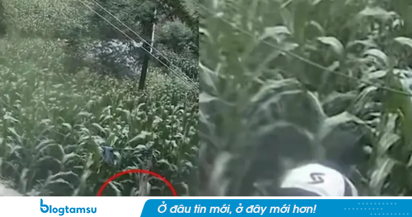 Lao vào ruộng ngô và biến mất khỏi camera, bé trai được tìm thấy sau 6 ngày trong hoàn cảnh khó tin